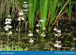 Attēlu rezultāti vaicājumam “Hottonia palustris leaf”