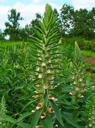 Image result for Digitalis lanata