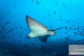 Image result for Aetobatus narinari