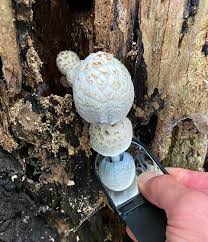 Attēlu rezultāti vaicājumam “Triplax russica”