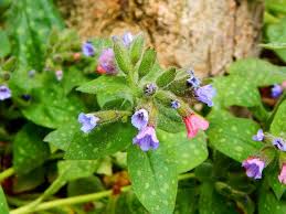 Image result for Lungenkraut