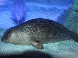 Image result for Pusa hispida