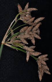 Attēlu rezultāti vaicājumam “Schoenoplectus lacustris subsp. glaucus bud”