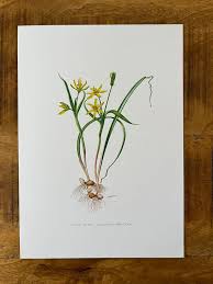 Attēlu rezultāti vaicājumam “Gagea pratensis flower”