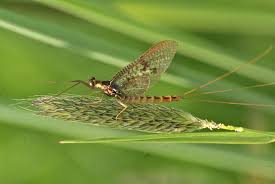 Attēlu rezultāti vaicājumam “Ephemera vulgata”