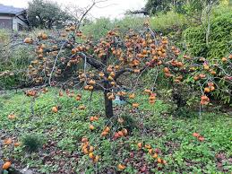 「柿の木利江」の画像検索結果