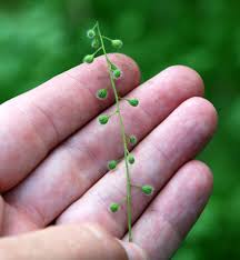 Attēlu rezultāti vaicājumam “Circaea lutetiana bud”