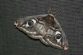 Attēlu rezultāti vaicājumam “Saturnia pavonia female”