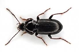 Attēlu rezultāti vaicājumam “Pterostichus sp.”