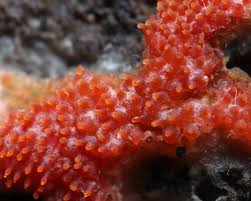 Attēlu rezultāti vaicājumam “Hypomyces armeniacus”