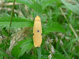 Attēlu rezultāti vaicājumam “Lithosia quadra female”