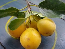 Attēlu rezultāti vaicājumam “Carex dioica fruit”