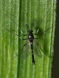 Attēlu rezultāti vaicājumam “Cricotopus”