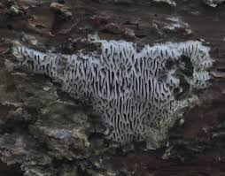 Attēlu rezultāti vaicājumam “Anomoporia bombycina”