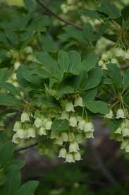 Attēlu rezultāti vaicājumam “Enkianthus chinensis leaf”
