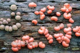 Attēlu rezultāti vaicājumam “Lycogala epidendrum aggr. macro”