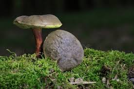 Attēlu rezultāti vaicājumam “Xerocomus pruinatus”