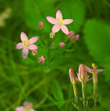 Attēlu rezultāti vaicājumam “Centaurium erythraea bud”