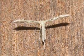 Attēlu rezultāti vaicājumam “Adaina microdactyla”