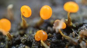 Attēlu rezultāti vaicājumam “Lindbladia tubulina spores”