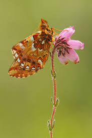 Attēlu rezultāti vaicājumam “Boloria aquilonaris upperside”