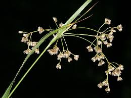 Attēlu rezultāti vaicājumam “Luzula luzuloides”