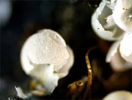 Attēlu rezultāti vaicājumam “Badhamia capsulifera macro”