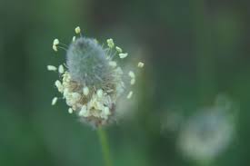 Attēlu rezultāti vaicājumam “Plantago uniflora flower”
