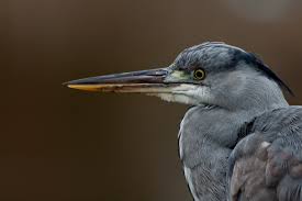 Attēlu rezultāti vaicājumam “Ardea cinerea adult”
