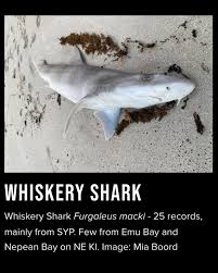 Image result for Furgaleus macki