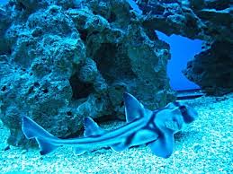 Image result for Heterodontus portusjacksoni