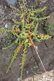 Attēlu rezultāti vaicājumam “Chenopodium polyspermum var. acutifolium flower”
