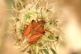 Attēlu rezultāti vaicājumam “Carpocoris sp.”