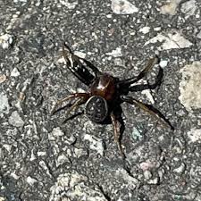 Attēlu rezultāti vaicājumam “Xysticus bifasciatus”