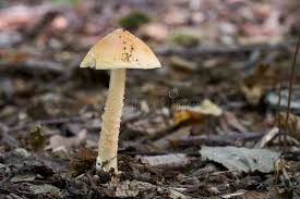 Attēlu rezultāti vaicājumam “Amanita crocea”