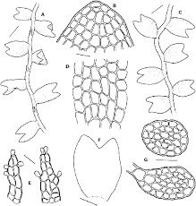 Attēlu rezultāti vaicājumam “Odontoschisma denudatum cells”