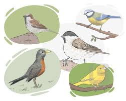 Attēlu rezultāti vaicājumam “Passeriformes”