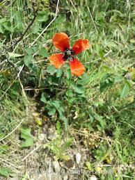 Attēlu rezultāti vaicājumam “Papaver argemone”