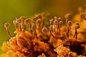 Attēlu rezultāti vaicājumam “Cribraria tenella”