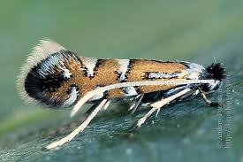 Attēlu rezultāti vaicājumam “Phyllonorycter apparella”