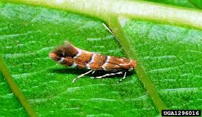 Attēlu rezultāti vaicājumam “Aesculus hippocastanum leaf”