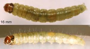 Attēlu rezultāti vaicājumam “Archips podana female”