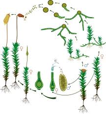 Attēlu rezultāti vaicājumam “Nowellia curvifolia sporophyte”