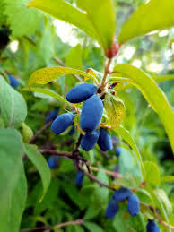 Attēlu rezultāti vaicājumam “Lonicera caerulea var. pallasii leaf”