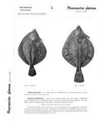 Image result for Pleuronectes platessa