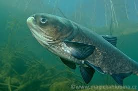 Image result for Hypophthalmichthys nobilis