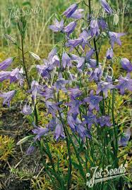 Image result for Campanula patula