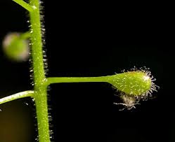 Attēlu rezultāti vaicājumam “Trichia alpina”