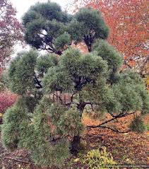Attēlu rezultāti vaicājumam “Pinus sylvestris”