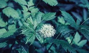 Attēlu rezultāti vaicājumam “Actaea spicata”